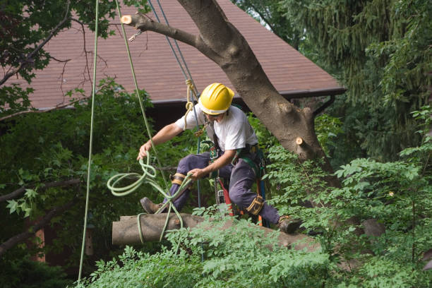 Professional Tree Services in Fordoche, LA