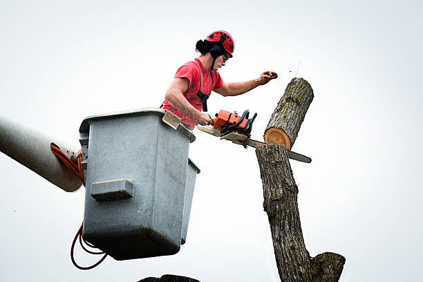 Best Palm Tree Trimming  in Fordoche, LA